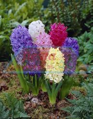 Fiesta Hyacinth Mixed